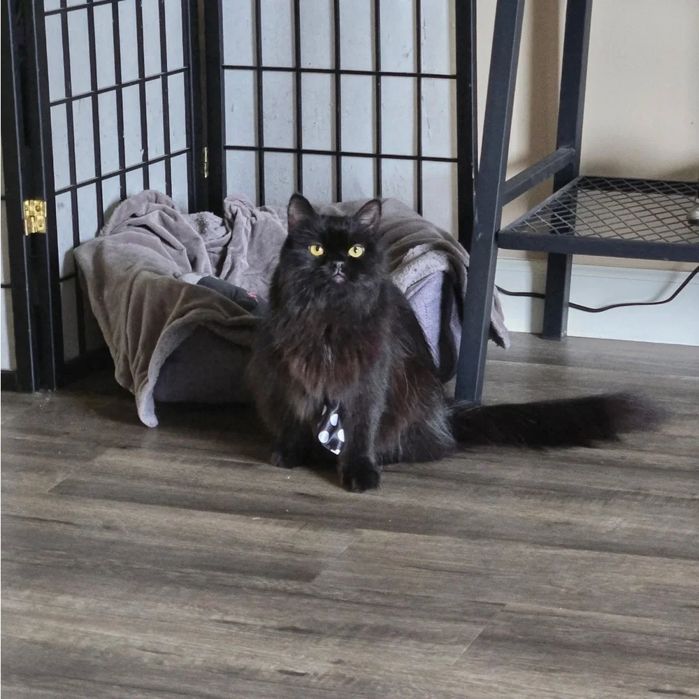 MEET FELIX 🐈⬛ - Picture 2 of 12